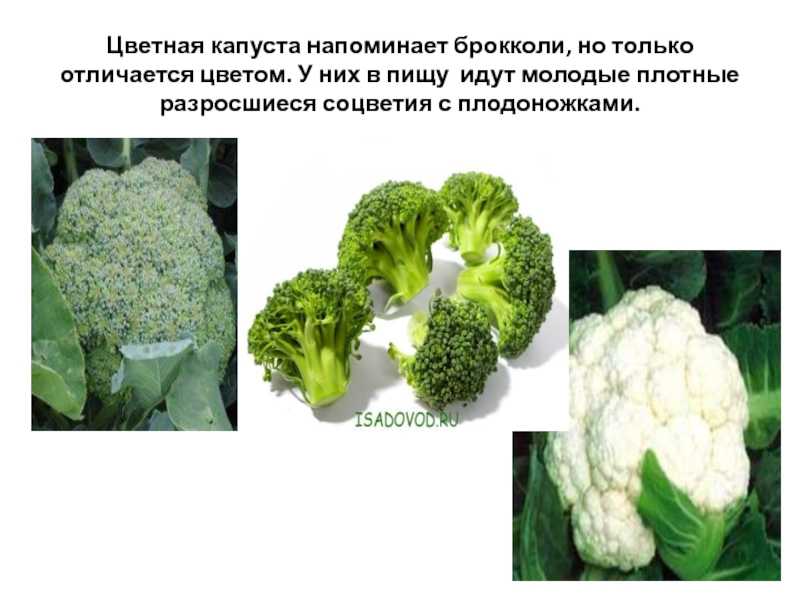 Чем отличается брокколи от цветной капусты: сравнительная характеристика - новости, статьи и обзоры