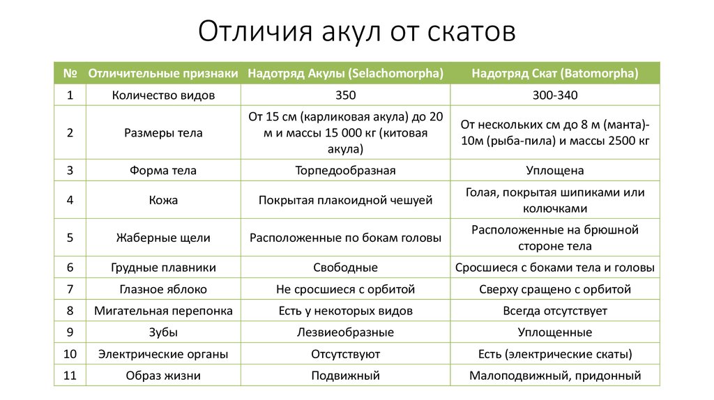 Основные сведения о хрящевых рыбах в биологии