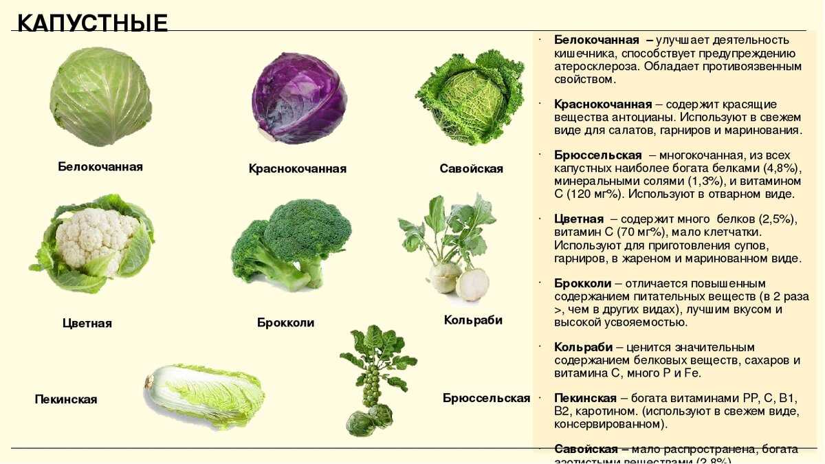 Брокколи и цветная капуста: отличия и сходства овощных растений