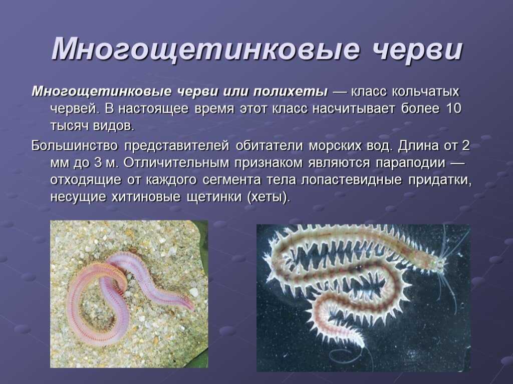 Тип кольчатые черви (annelida). класс малощетинковые черви (oligochaeta)