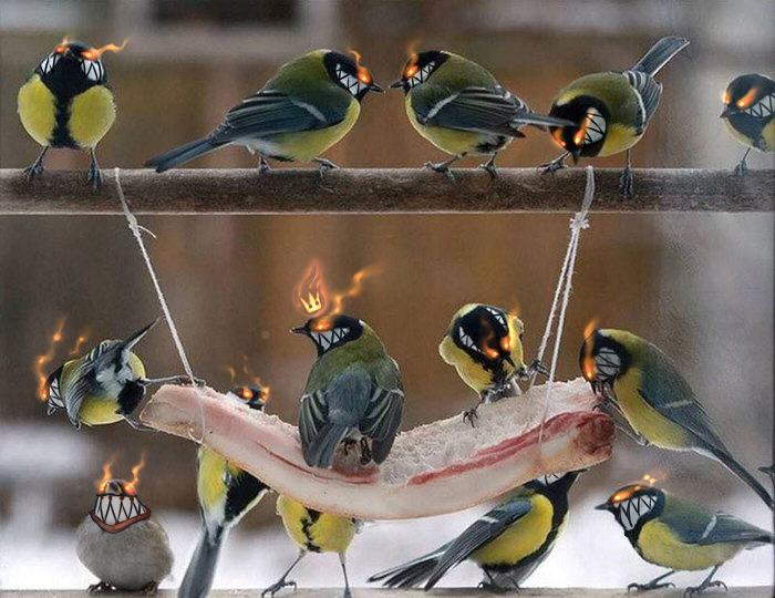 А вы знаете чем питаются синицы зимой