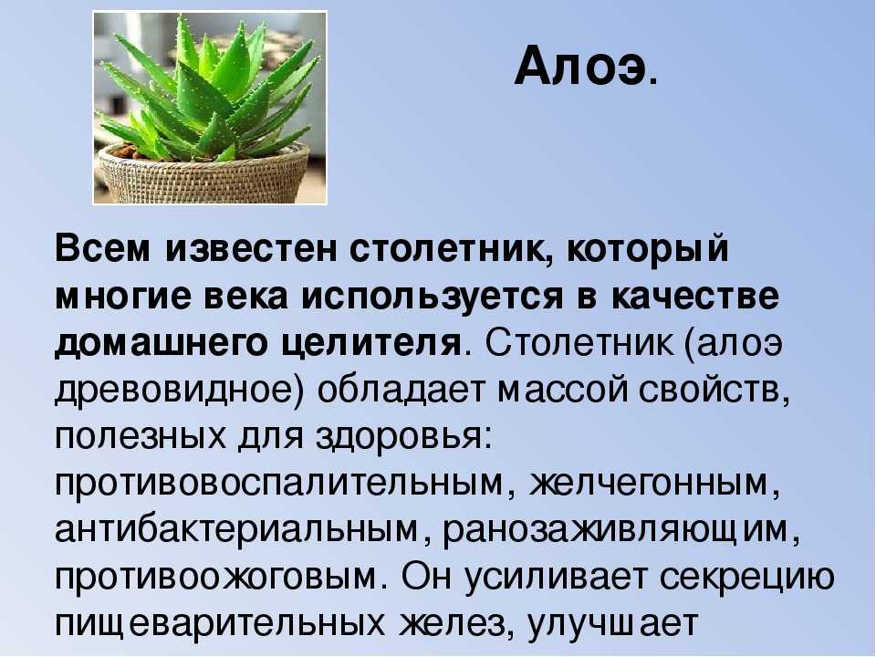 Алоэ: как выглядит растение, когда цветет столетник, описание и фото цветущего суккулента, выращивание большого алоэ вера и не только в домашних условиях