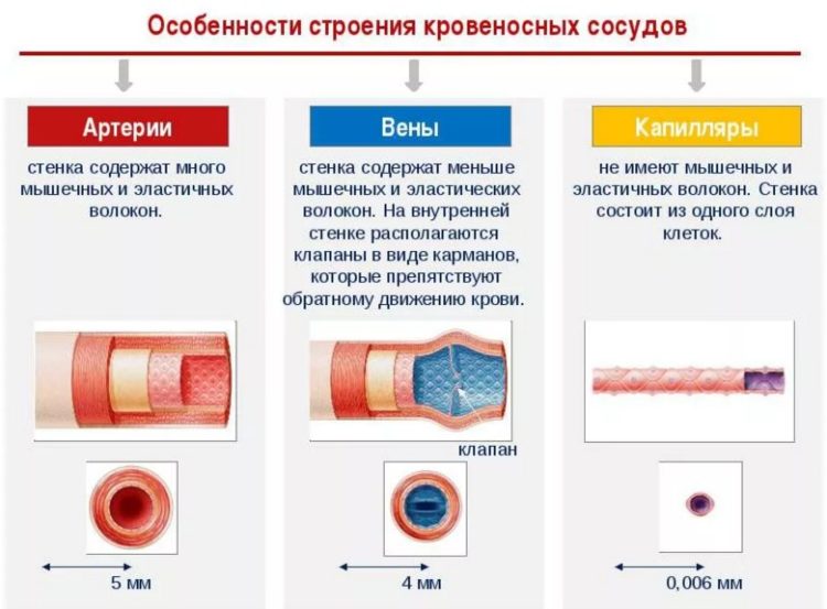 В чем разница между венами и сосудами? - часто задаваемые вопросы