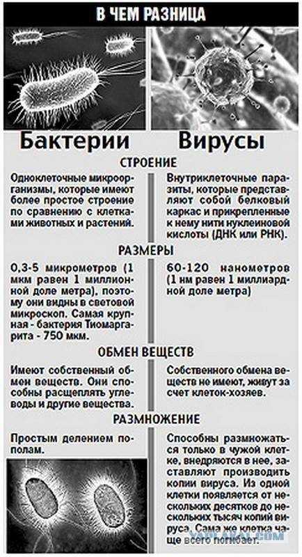 Подцарство простейшие