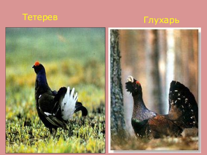 Чем отличается тетерев от глухаря. пищевая ценность мяса глухаря