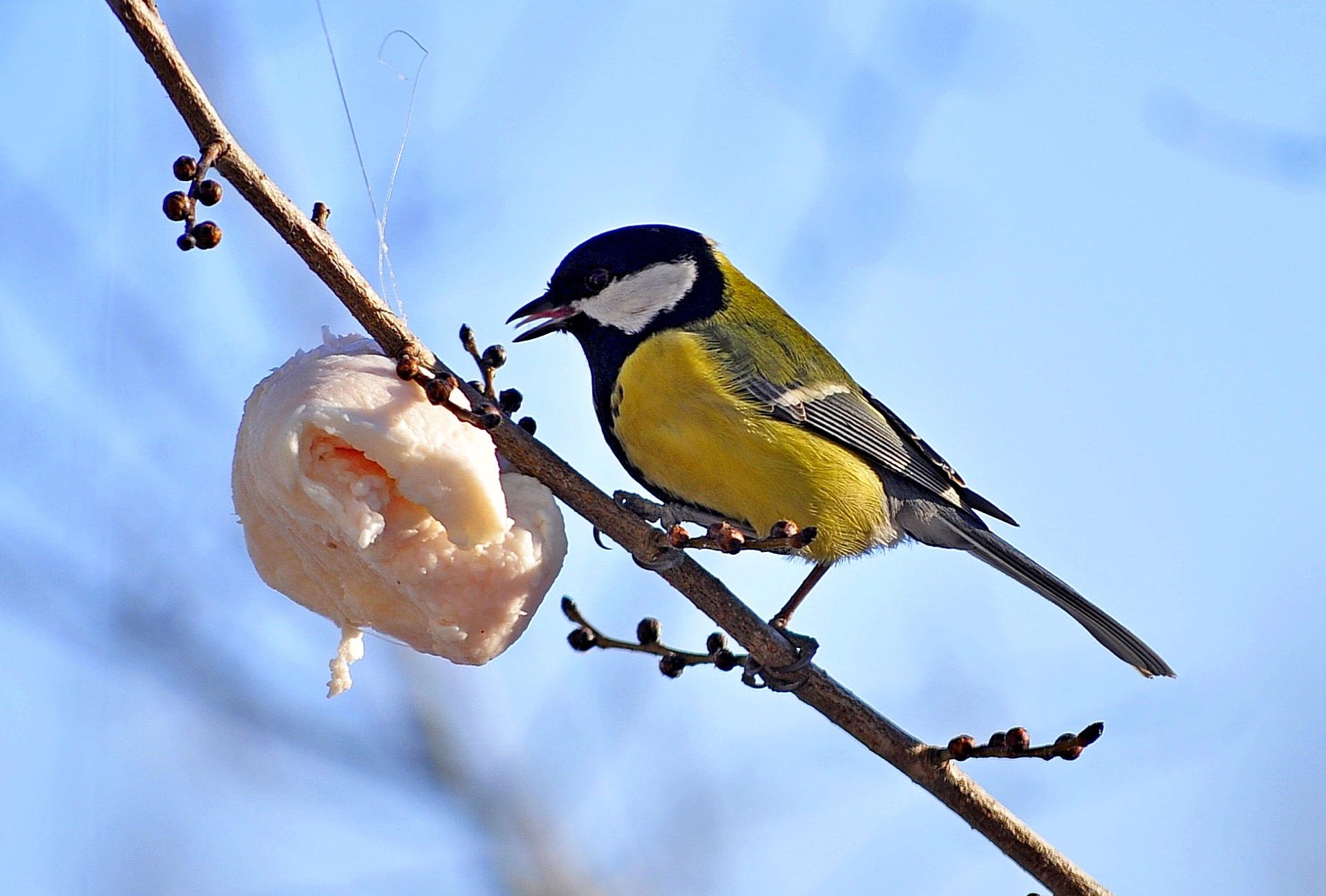 Чем кормить птиц синиц зимой, как привлечь их на двор и участок