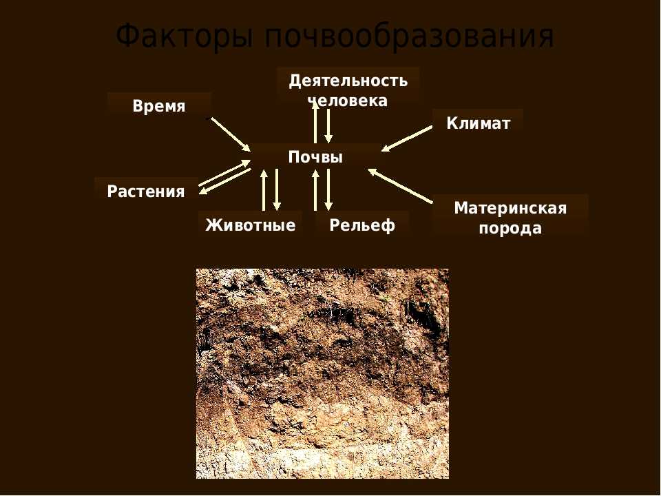 Почва