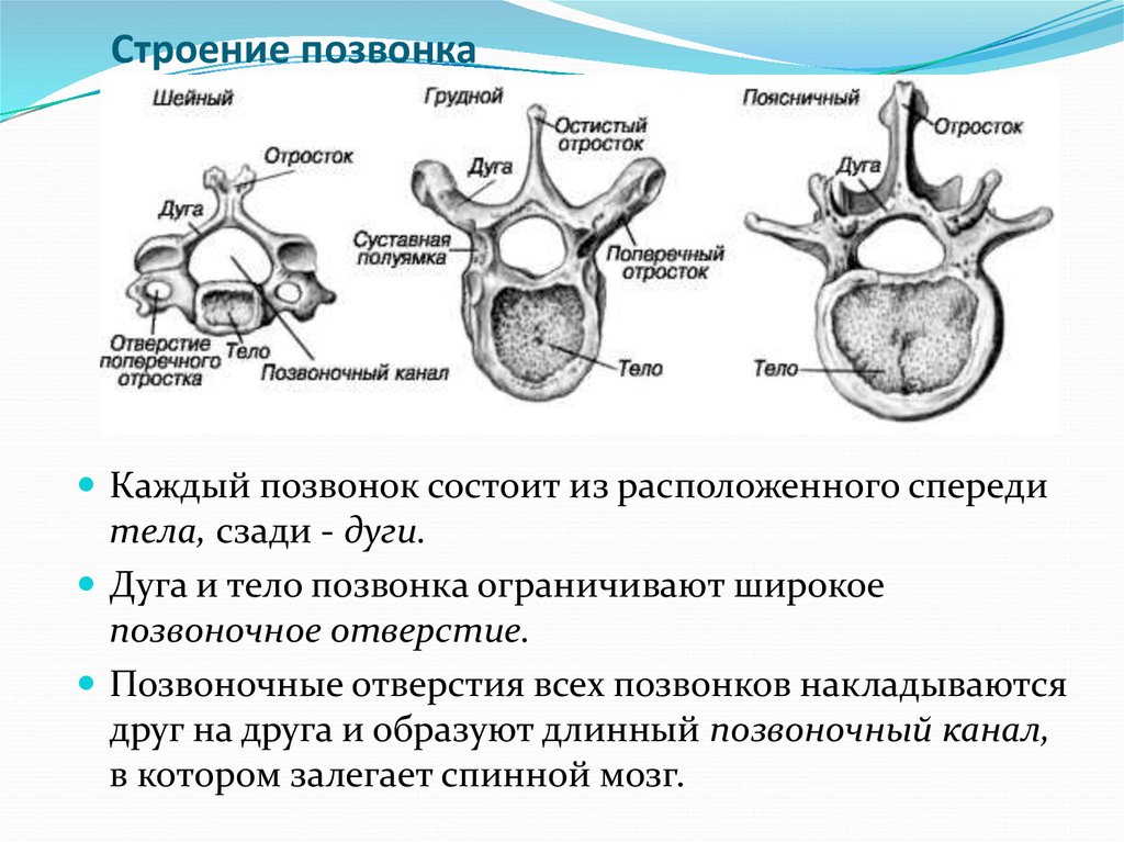 Что нужно знать о позвоночнике - советы пациентам