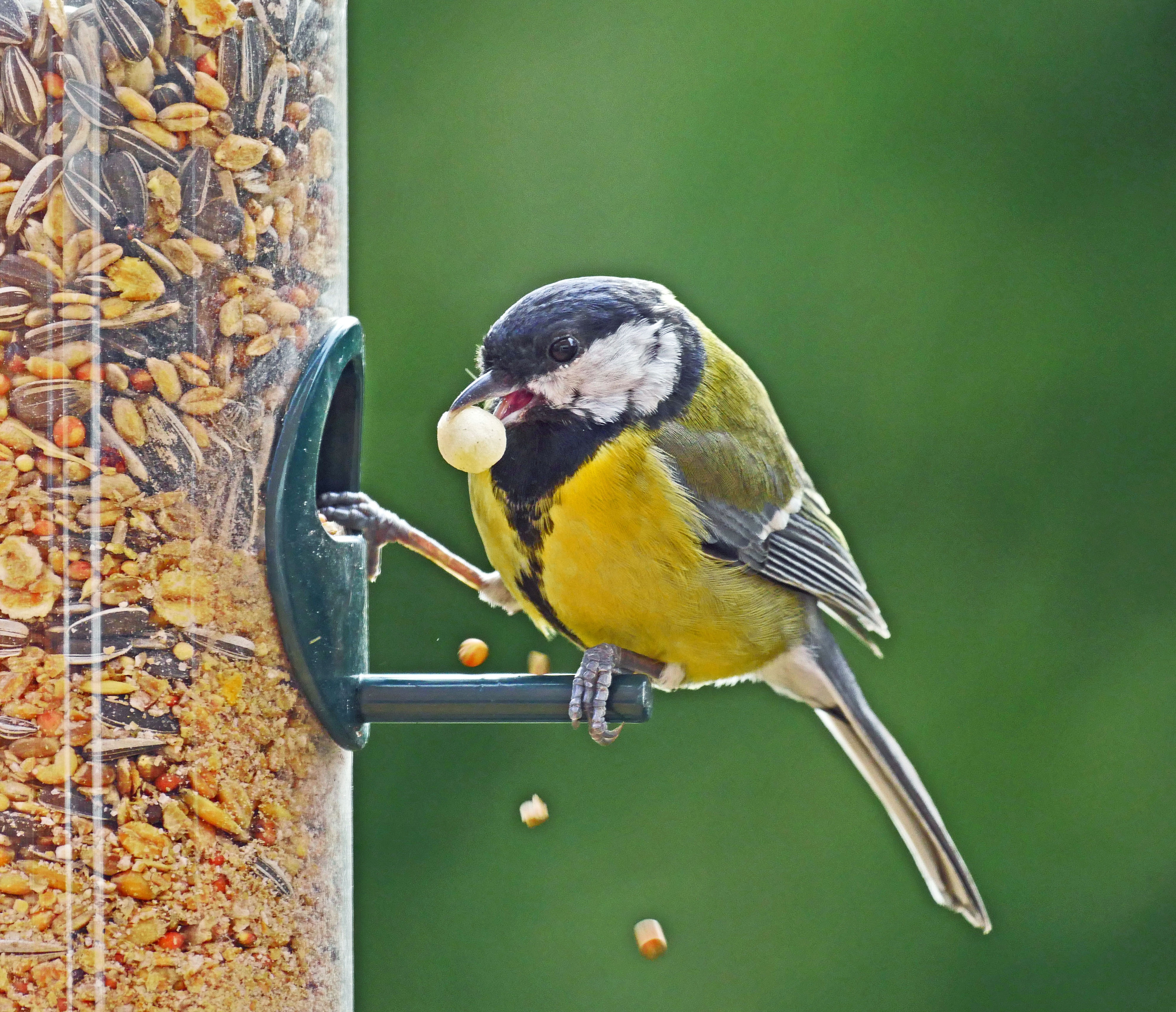 Чем кормить синиц зимой: список продуктов | дача