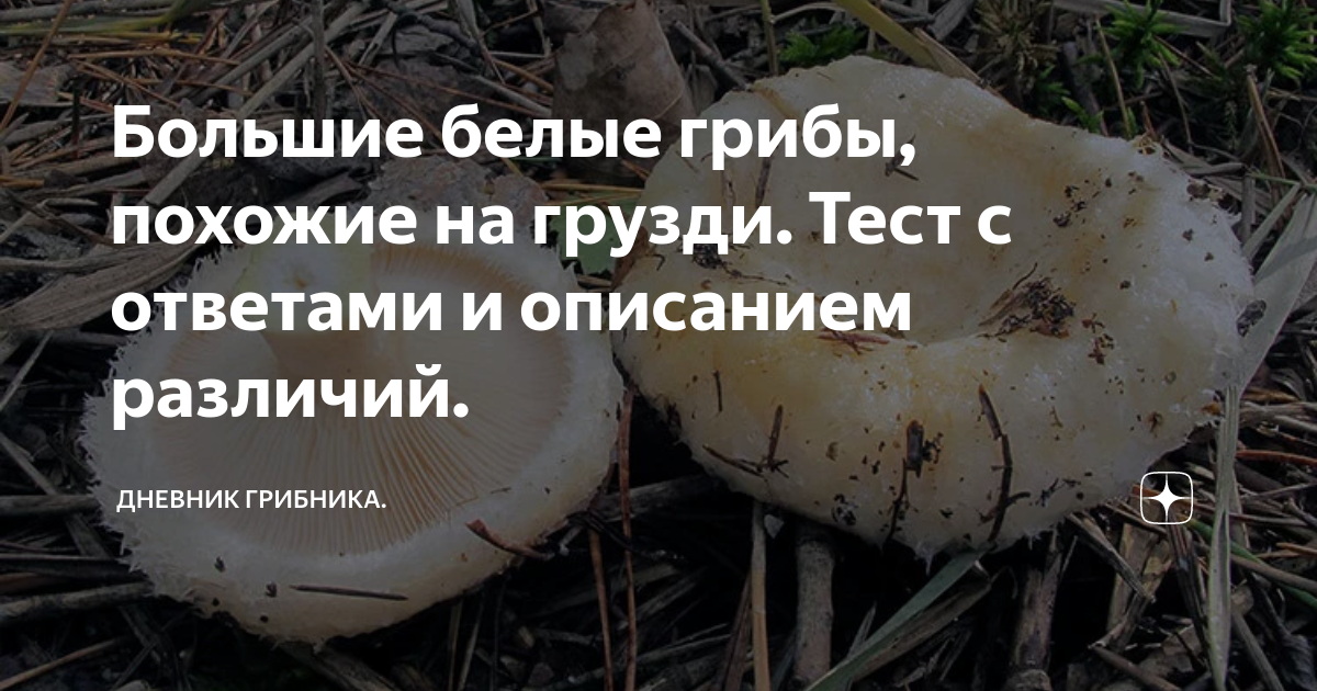 Скрипица и груздь отличия - radetel.ru