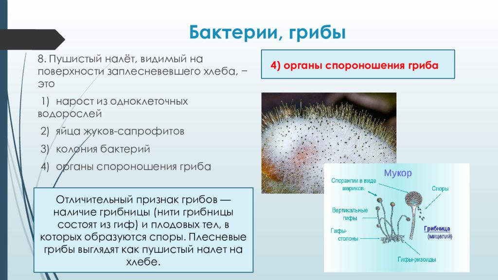 Чем отличаются грибы, растения и бактерии