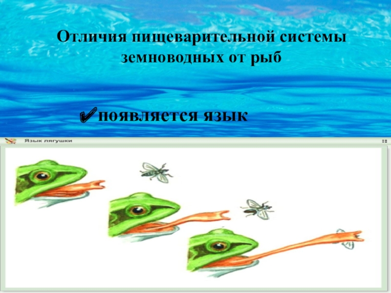Сходства и отличия между земноводными и рыбами - анализ биологических характеристик двух классов