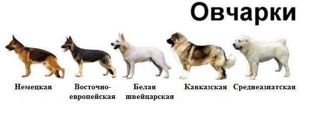 Чем отличается немецкая от восточно-европейской овчарки