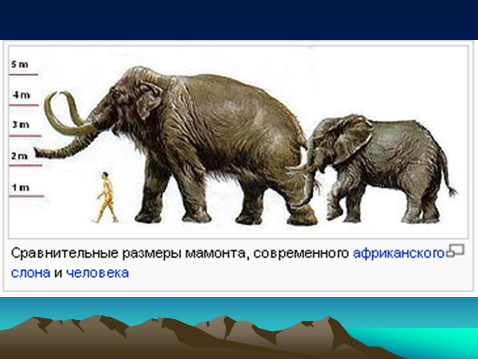 Чем отличается мамонт от слона — узнай все подробности