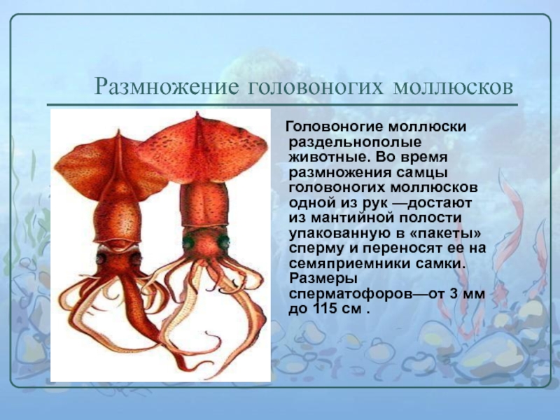 Головоногие моллюски (7 класс) – кровеносная система представителей