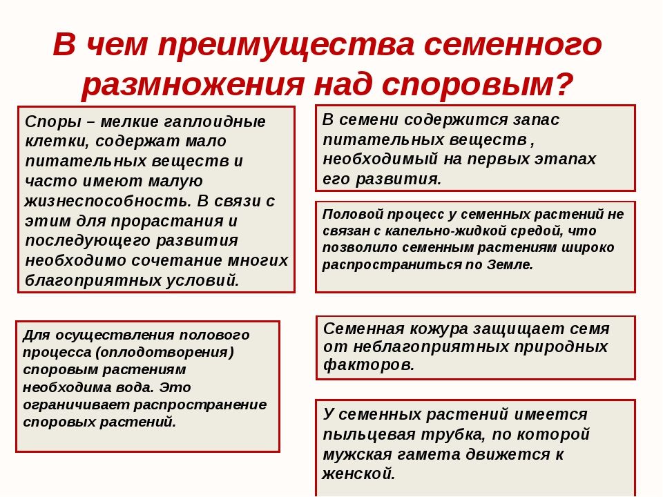 Различие между семенем и спорой: основные отличия и функции