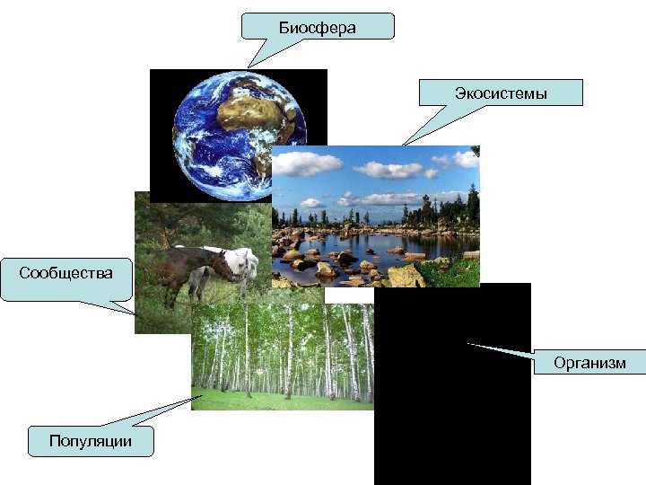 Отличие экосистемы от биосферы: основные различия