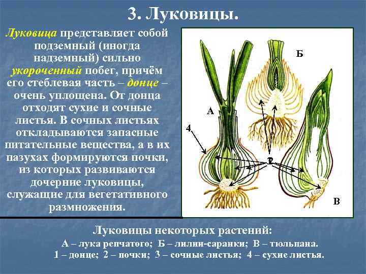 Видоизмененные подземные побеги: корневище, клубень, луковица, клубнелуковица. как доказать что клубень и луковица видоизмененный побег? заранее спасибо