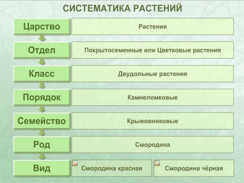 Чем животные отличаются от растений: различия и сравнительная таблица