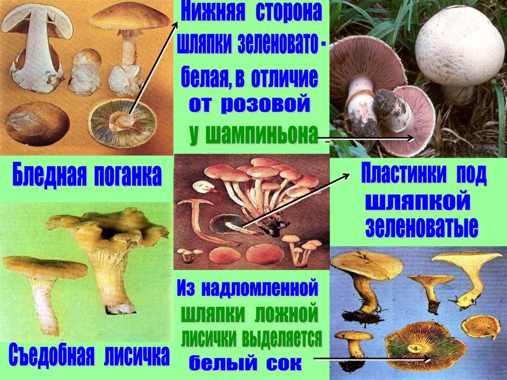 Как отличить хороший гриб от плохого. как отличить ядовитые грибы от съедобных | здоровье человека