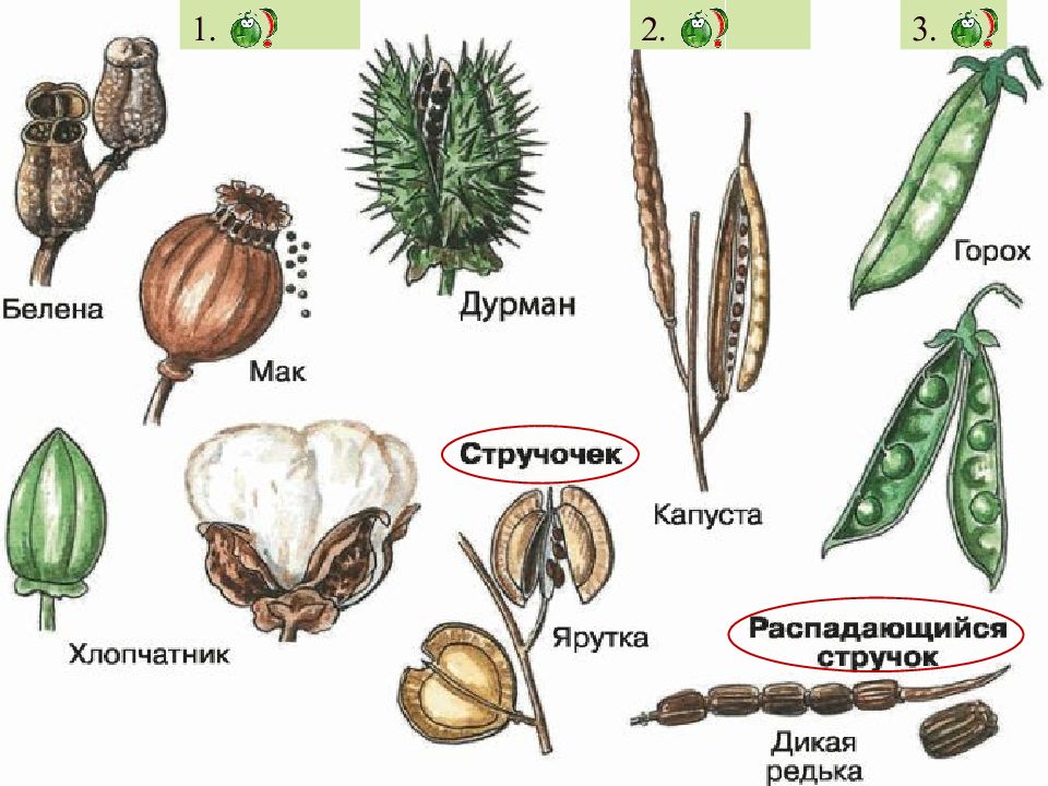 В чем отличия между фруктами, ягодами и овощами, есть ли разница