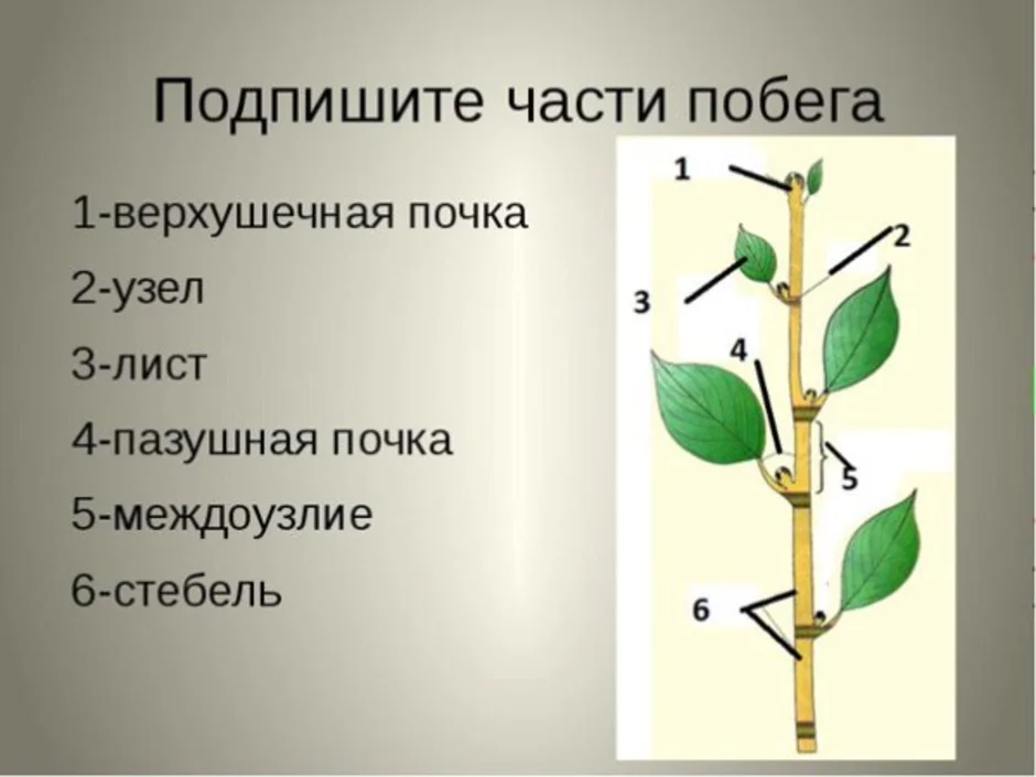 Основные сведения о побегах растений в биологии — строение и характеристика