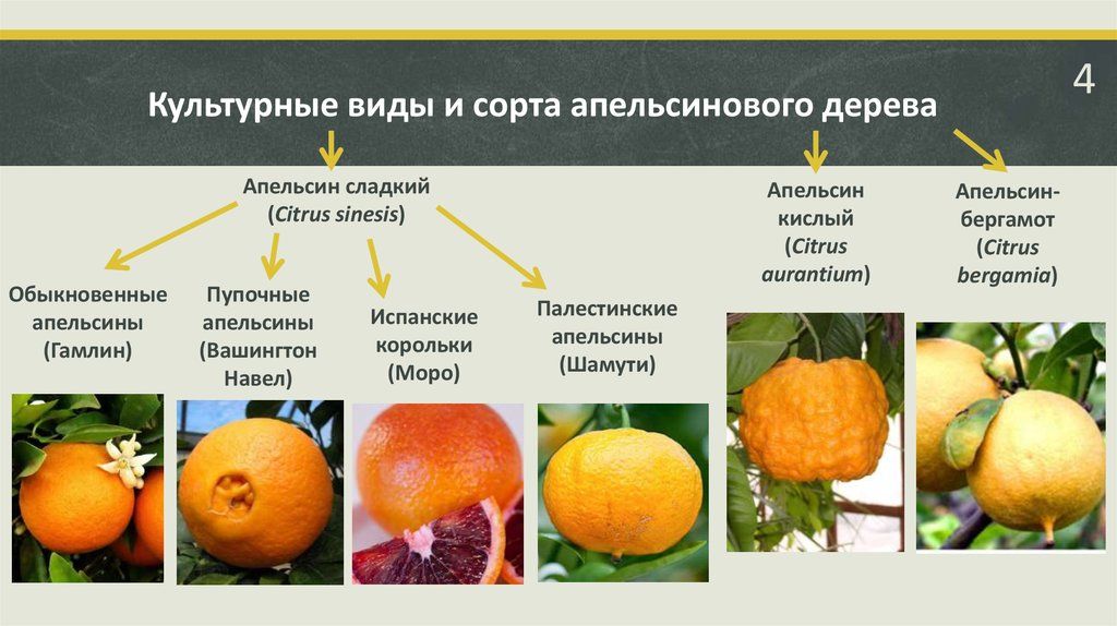 Что полезнее кушать мандарины или апельсины