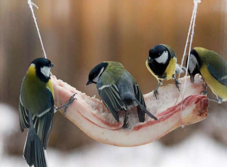 Что едят синицы?