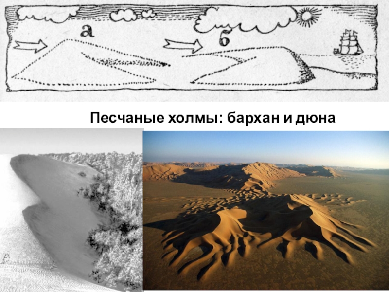 Дюны в природе. что такое дюны и барханы? как они образуются