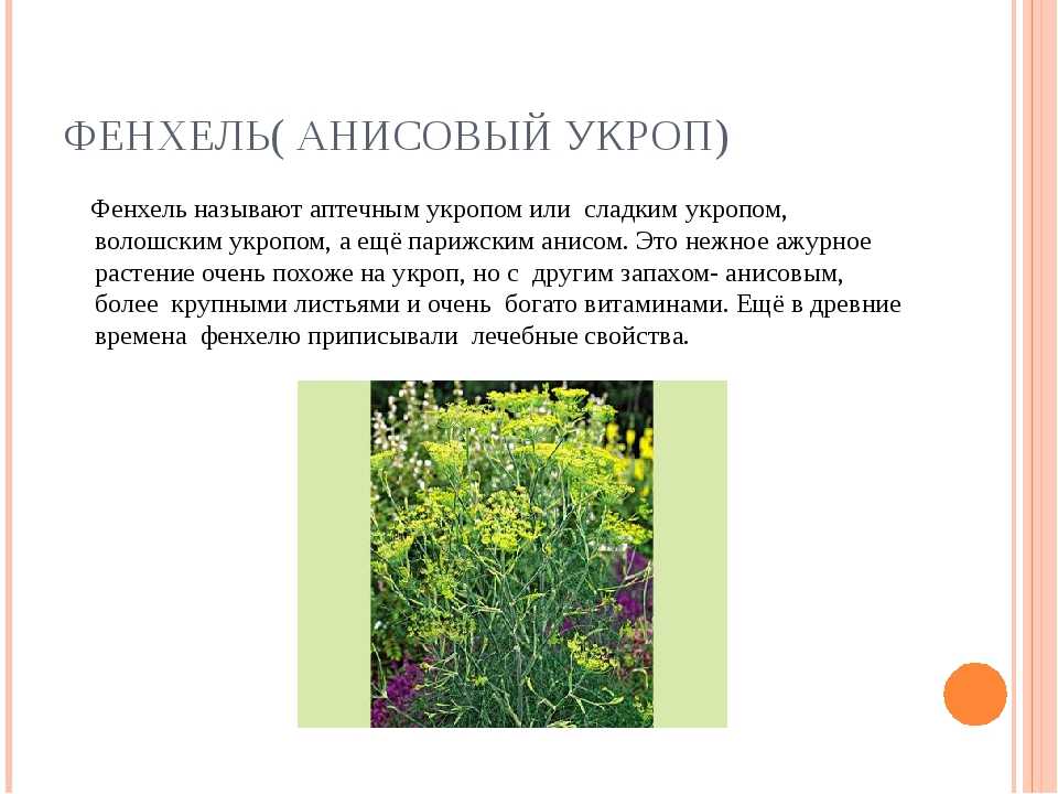 Фенхель и укроп это одно и тоже | образ жизни для хорошего здоровья