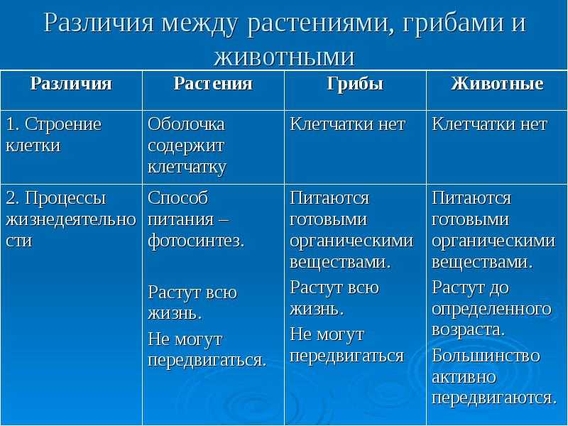 В чём заключается разница между грибами и растениями: что общего, сравнение грибов и растений