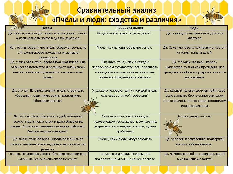 Пчела и оса сходство и различие