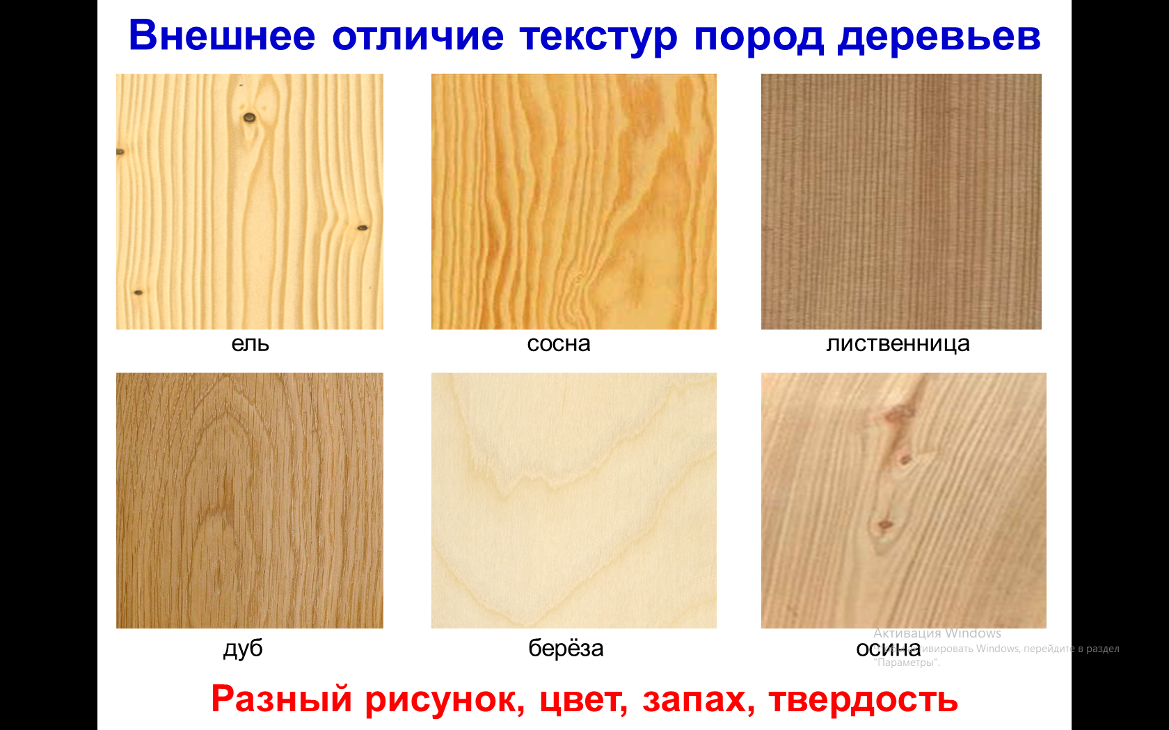 Отличие сосны от ели таблица. чем отличается ель от сосны? описание деревьев, виды и сорта