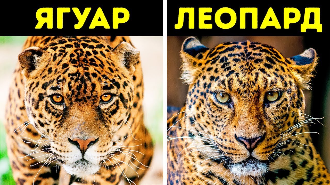 Ягуар и леопард — основные отличия хищников