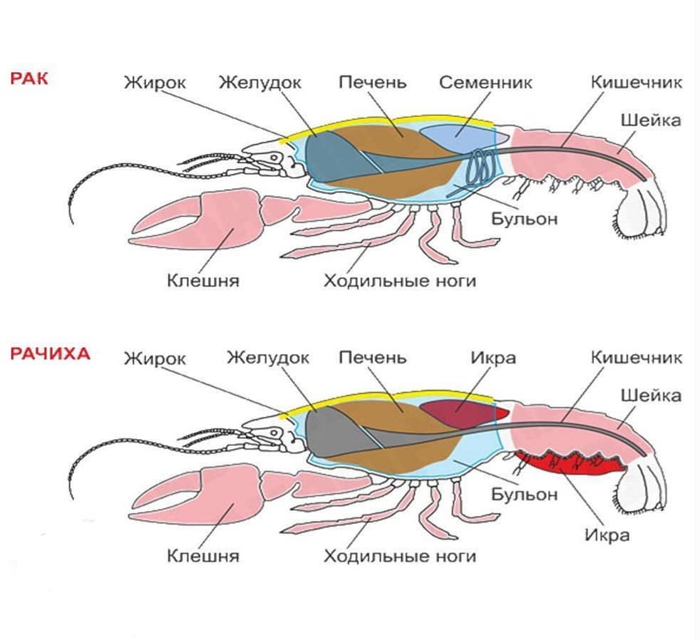 Речной рак – функции, признаки и среда обитания класса, широкопалый и узкопалый вид