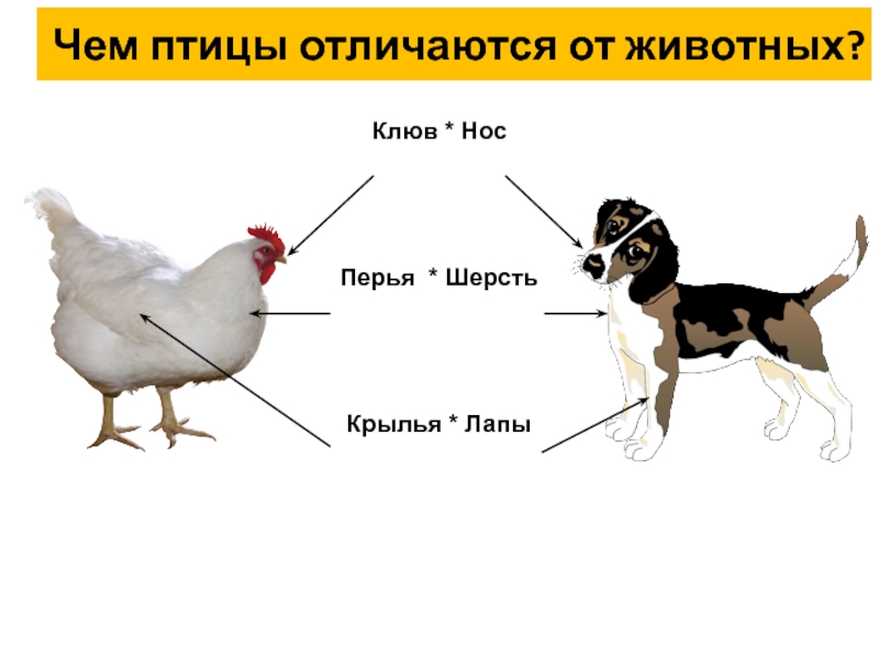 Чем отличаются птицы от животных