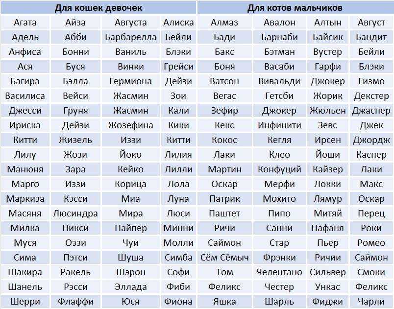 1021 кличка для кота (мальчика): более 1000 вариантов красивого имени для вашего котёнка