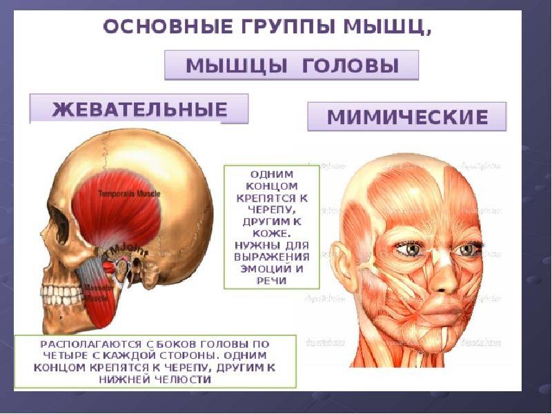   глава 8. жевательная и мимическая мускулатура - med24info.com