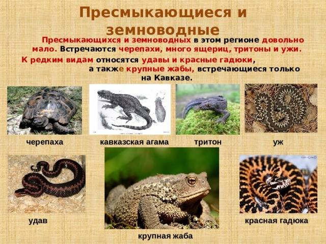 Отличие ящерицы от тритона