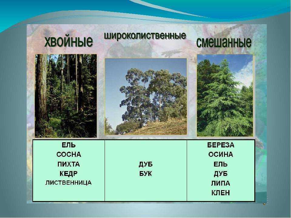 Какие деревья составляют смешанный лес?