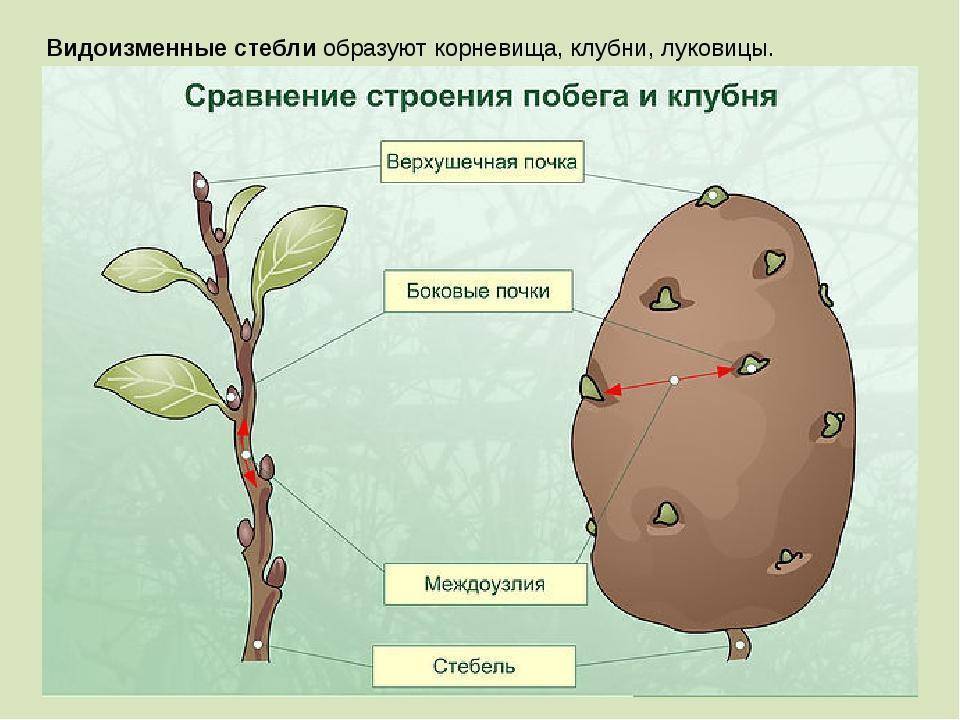 Биология 6 класс учебник пасечник стр 88