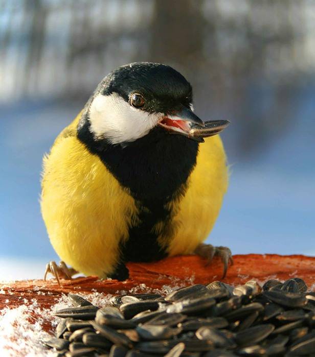 Чем кормить птиц синиц зимой, как привлечь их на двор и участок