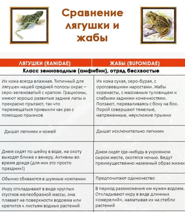 Сравнение жабы и лягушки