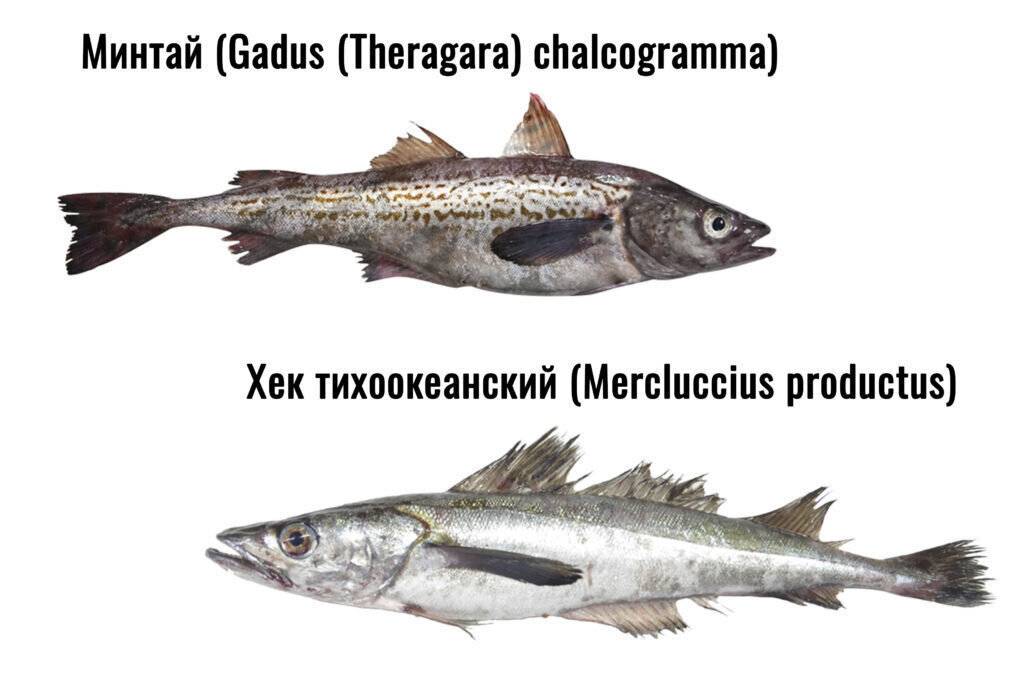 Как выбрать свежую рыбу?