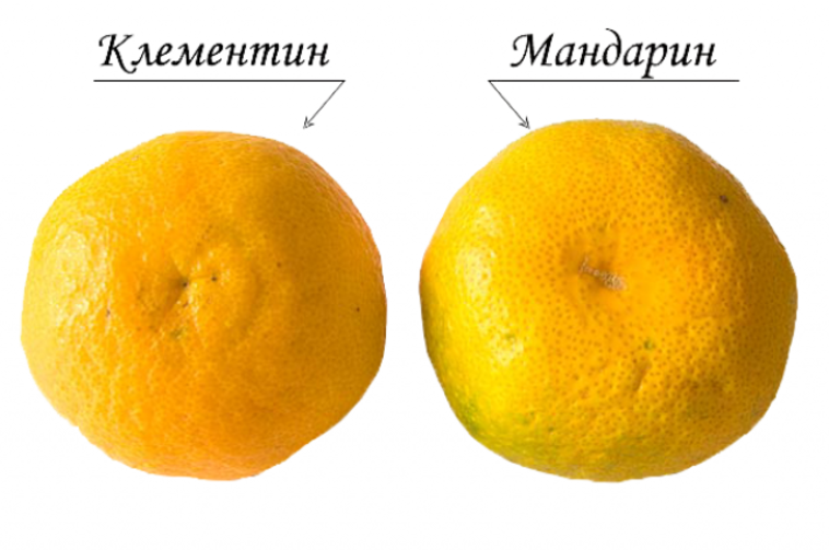 Апельсины и мандарины: в чем их отличия?