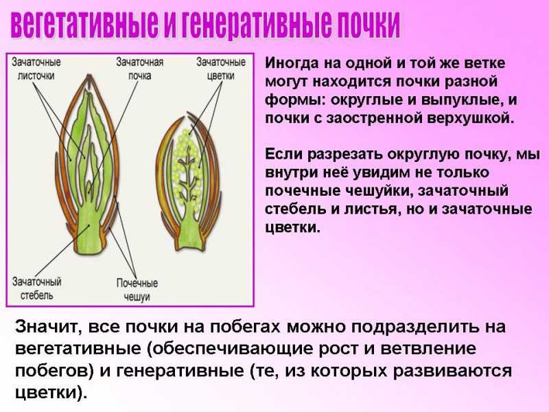 Разница между побегом и стеблем | сравните разницу между похожими терминами - наука - 2024