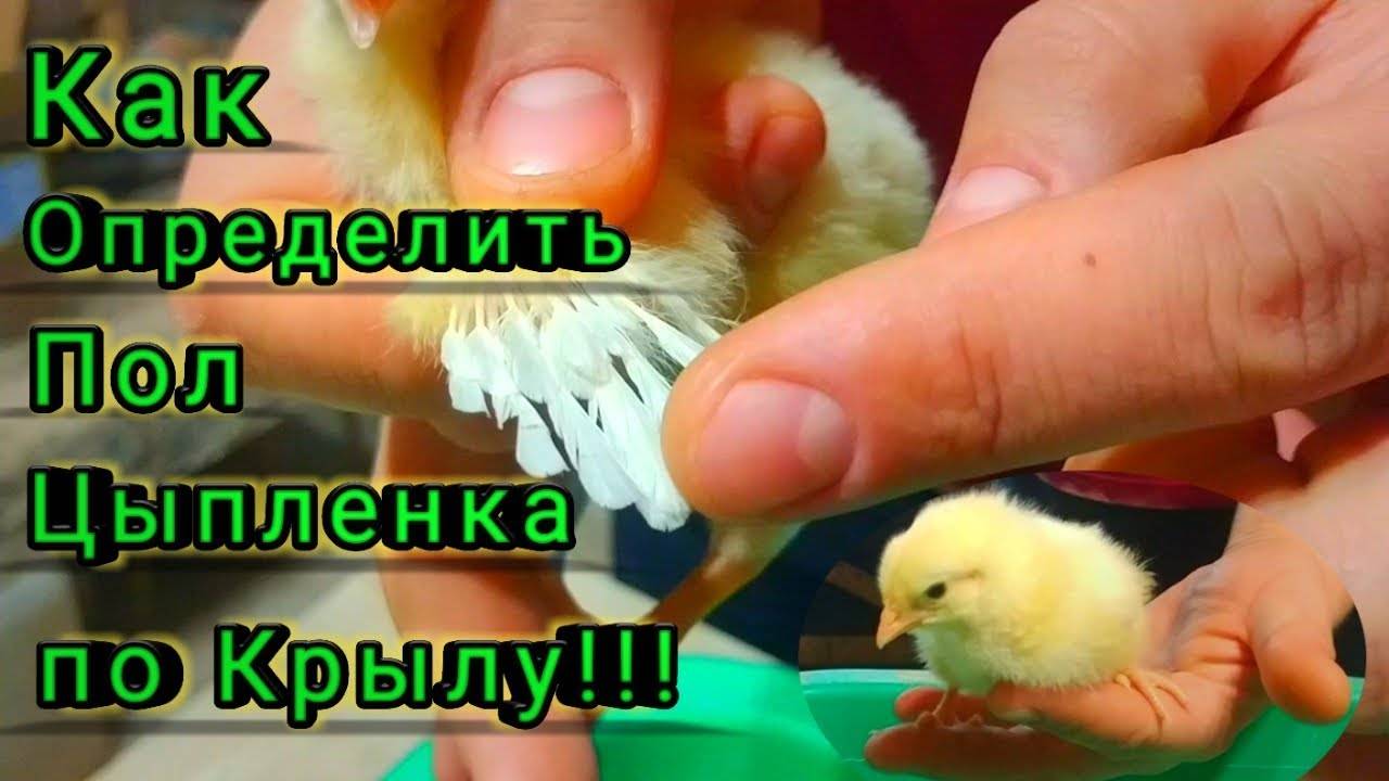 Как отличить петуха от курицы по внешним признакам