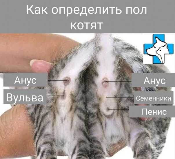 Как определить пол котенка: лучшие способы, как понять пол новорожденного котенка