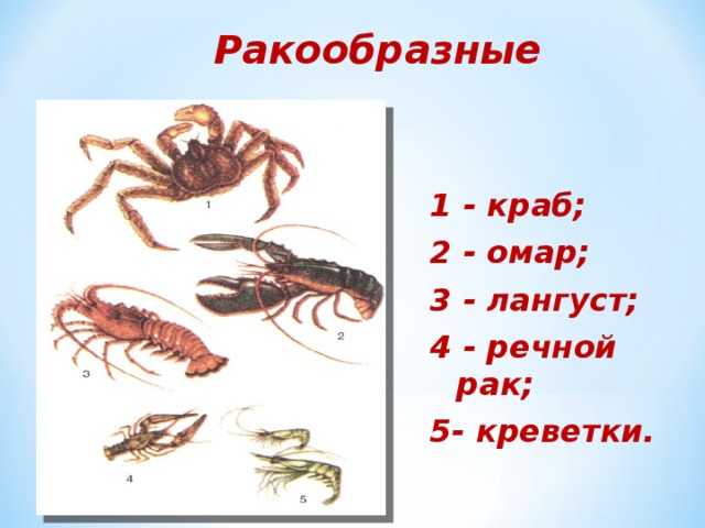 Польза и вред от раков для здоровья - университет start fit