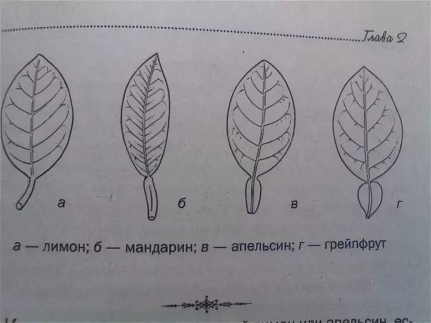 Кто победит: апельсин или мандарин? сравнение пользы и полезности фруктов
